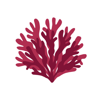 Dried Dulse